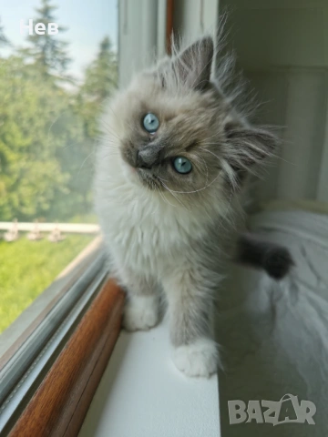 Ragdoll рагдол/регдол  котe 