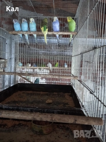 Вълнисти папагали , снимка 2 - Папагали - 53987365