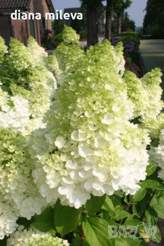 Хортензия метличеста „Полярна мечка“, Hydrangea paniculata 'Polar Bear', снимка 3 - Градински цветя и растения - 54609683