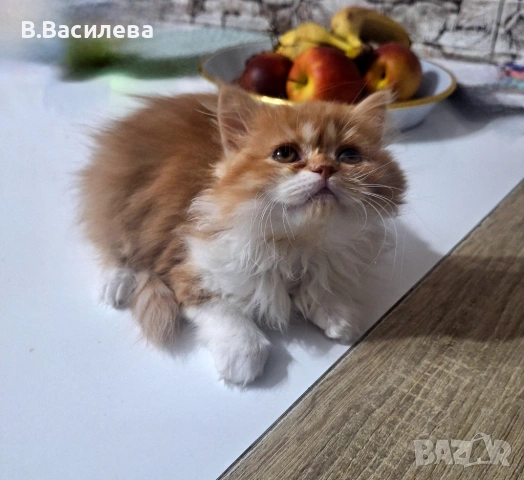 Персийски котета, снимка 5 - Персийска - 53958055