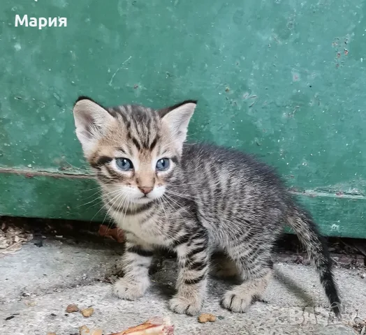 Подарявам  котенца 