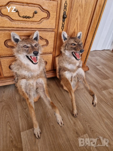 препариран чакал / трофей, снимка 2 - Декорация за дома - 54246354