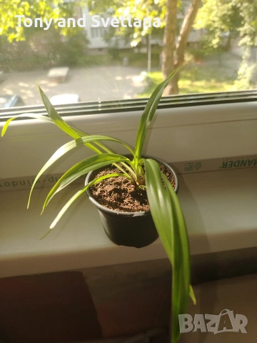Хлорофитум (Spider plant) младо растение , снимка 3 - Стайни растения - 54664260