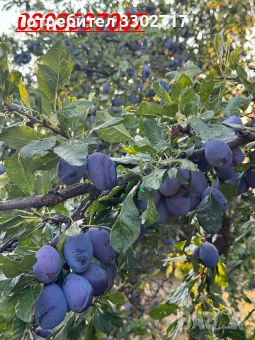 Сини сливи,,Стенлиʼʼ, снимка 2 - Домашни продукти - 55646994