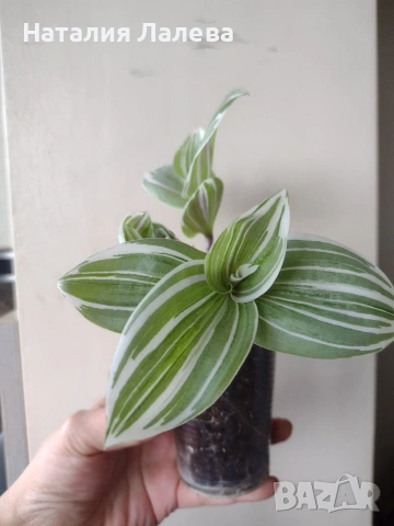 Традесканция, tradescantia albiflora Giant, снимка 4 - Стайни растения - 55231574