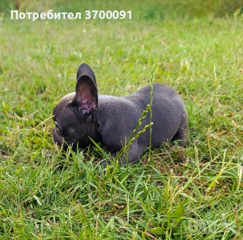 френски булдог син, снимка 8 - Френски булдог - 55112307