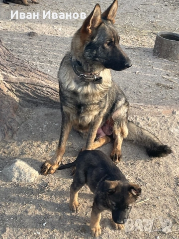 Немска Овчарка Сивак, снимка 3 - Немска овчарка - 54196161