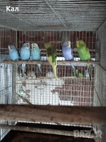 Вълнисти папагали , снимка 4 - Папагали - 53987365