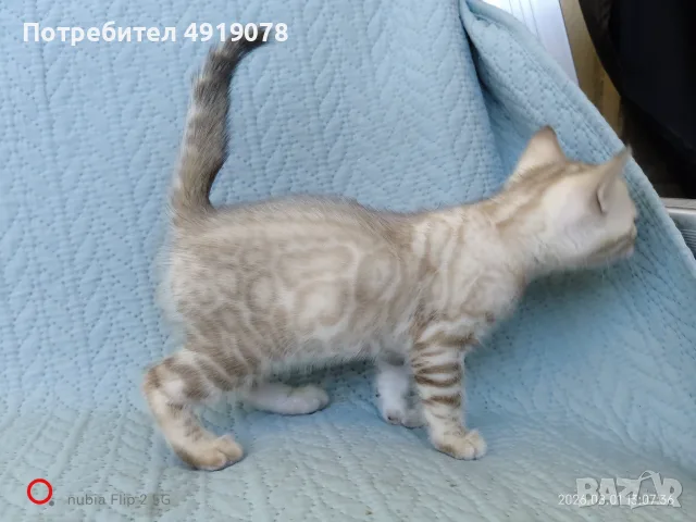 Женска бенгалска котка, Bengal Snow Lynx, , снимка 3 - Бенгалски - 55665985
