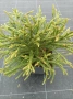 Cryptomeria japonica (Криптомерия / Японски кедър), снимка 2