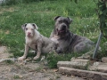 XL American bully, снимка 2