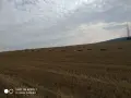 Бали пшеничена слама, снимка 2