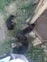 Продавам ловджийски кученца (Гонче х Барак) от отлично работещи родители, снимка 3