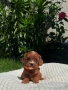 Кавапу Cavapoo, снимка 4