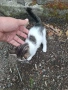 Котета търсят дом, снимка 4
