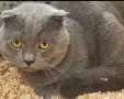 британски. 2 котки мъжко и женско, снимка 2