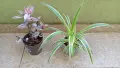 Традесканция  Tradescantia Nanouk /  Хлорофитум Chlorophytum comosum , снимка 1