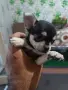 Чихо пинчери   момичета  родени са 0406 26, снимка 1