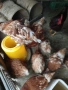 Кокошки , снимка 3