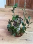 Hoya Хоя Krohniana eskimo, снимка 2