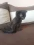 Шотландско клепоухо момче, снимка 1