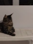 Уникални котенца Мейн кун , снимка 12