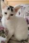 Две прекрасни котенца, снимка 1