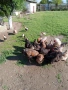 Продавам катунски петли, снимка 4