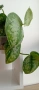 Сциндапсус Scindapsus pictus exotica, снимка 2