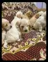 Малки кученца на един месец, снимка 3