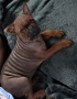 Chongqing Dog китайски булдог , снимка 1