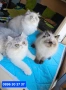 Персийски котенца , снимка 2