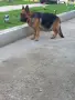 Търсят си нов дом., снимка 12