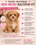 Истински Teacup Maltipoo F1 до 1,5 кг – рядко момченце от бутикова селекция, снимка 1
