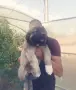 Кавказки овчарки кутрета, снимка 2
