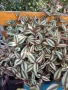 Традесканция (Tradescantia zebrina), снимка 1