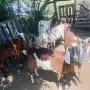 5бр кози 3бр миналогодишни женски ярета 1бр пръч, снимка 3