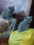 Британски късокосмести котета, снимка 5