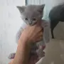 British Shorthair 61 дена, снимка 7
