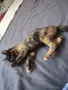 Бездомно женско коте, снимка 14