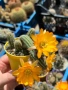 Кактус Chamaecereus Hybrid жълто оранжев цвят много красив цъфтеж, снимка 2