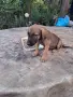 този маник си търси дом , снимка 1