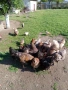 Продавам катунски петли, снимка 3