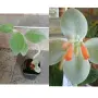 Продавам различни цветя, снимка 9