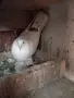 продавам гълъби, снимка 2