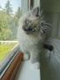 Ragdoll рагдол/регдол мъжко котe , снимка 1