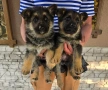 Немски овчарки , снимка 3