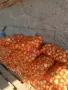 Продавам зрял лук, снимка 1