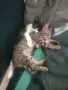 Подарява котенца-котки, снимка 2