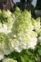 Хортензия метличеста „Полярна мечка“, Hydrangea paniculata 'Polar Bear', снимка 3